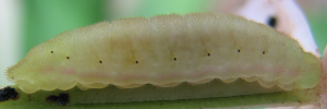 Larvae
